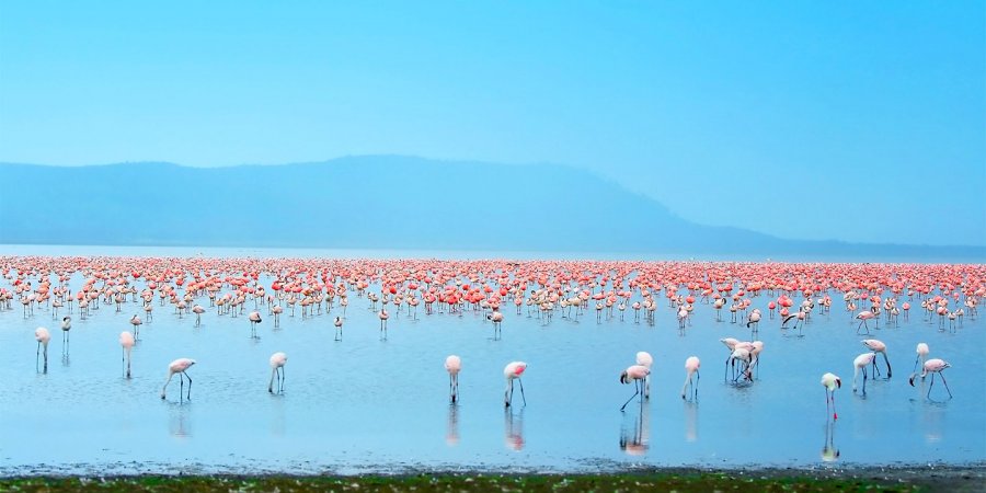 Озеро Накуру, Кения